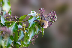 Regulus regulus regulus