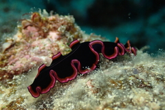 Pseudobiceros gloriosus