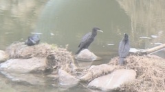 Nannopterum brasilianum