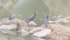 Nannopterum brasilianum