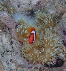 Amphiprion