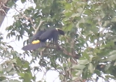 Ramphastos