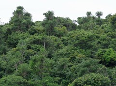 Euphorbia triangularis