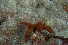 Achaeus japonicus