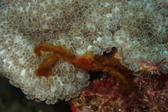 Achaeus japonicus
