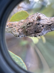 Callirhytis quercusbatatoides
