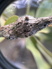 Callirhytis quercusbatatoides