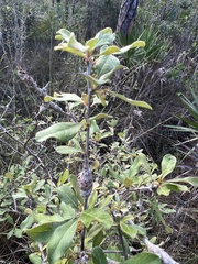 Callirhytis quercusbatatoides