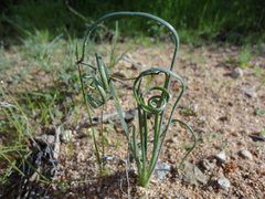 Albuca