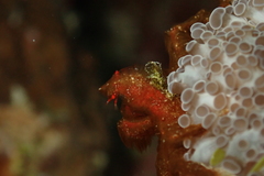 Achaeus japonicus