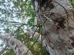 Luisia