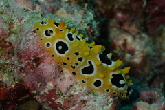 Phyllidia ocellata