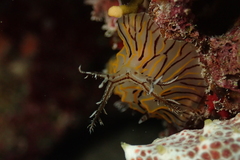 Halgerda willeyi
