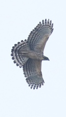 Nisaetus nipalensis