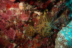 Halgerda willeyi