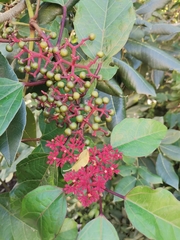 Cissus gossypiifolia