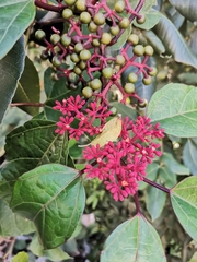 Cissus gossypiifolia