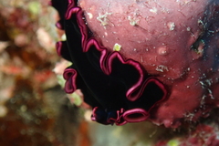 Pseudobiceros gloriosus