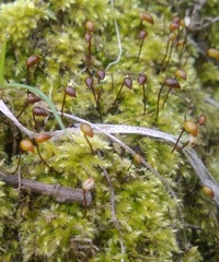 Brachytheciastrum velutinum