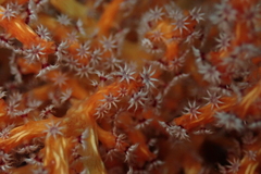 Chironephthya