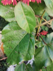 Cissus gossypiifolia