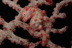 Hippocampus bargibanti