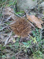 Andricus caputmedusae