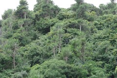 Euphorbia triangularis