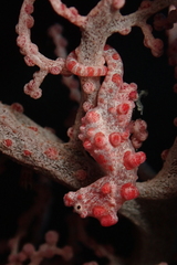 Hippocampus bargibanti