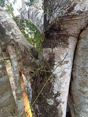 Luisia