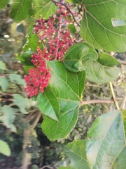 Cissus gossypiifolia