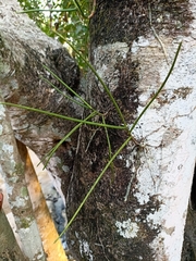 Luisia