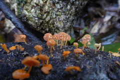 Favolaschia