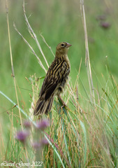 Euplectes progne