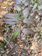Leucothoe