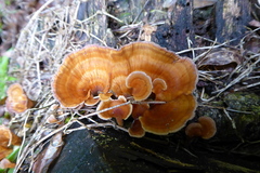 Podoscypha petalodes
