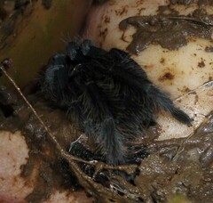 Selenocosmiinae