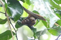 Lissachatina fulica