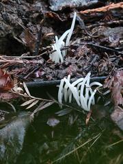 Clavaria