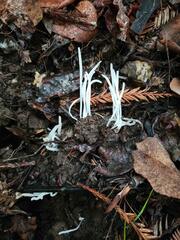 Clavaria