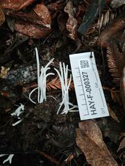 Clavaria