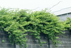 Pereskia aculeata