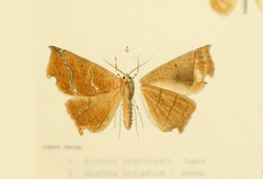 Phyllodonta latrata