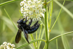 Xylocopa californica