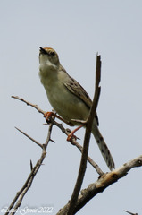 Cisticola