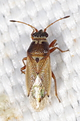 Cymus melanocephalus