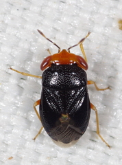 Geocoris erythrocephalus