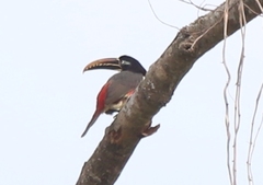 Pteroglossus castanotis