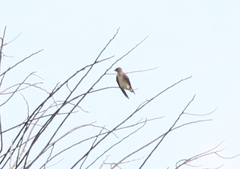 Stelgidopteryx ruficollis