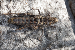 Pamphagidae